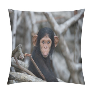 Personality  Chimpanzee Baby Monkey Pillow Covers