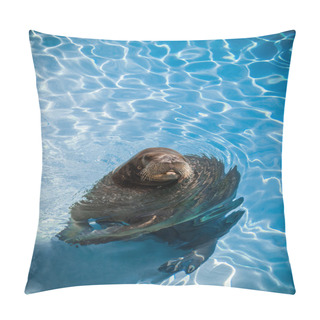 Personality  Funny Walrus In A Pool Looking At The Camera Pillow Covers