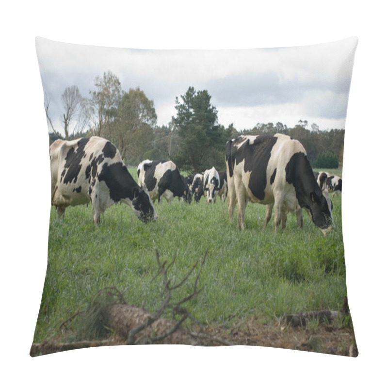 Personality  Holstein Friesian Cows Pillow Covers