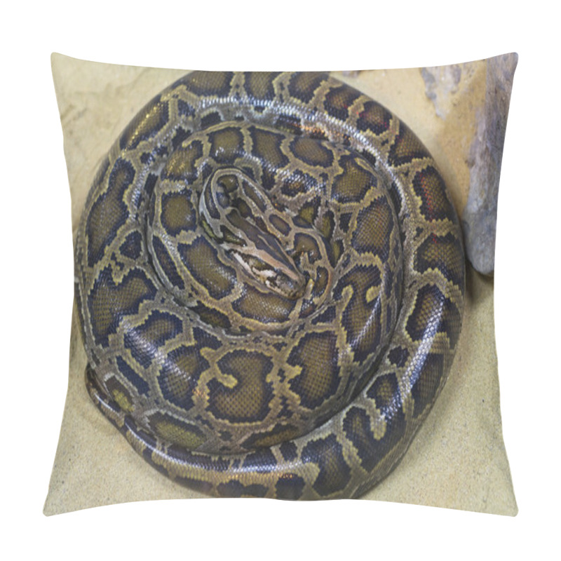 Personality  Boa Snake head and body skin  pillow covers