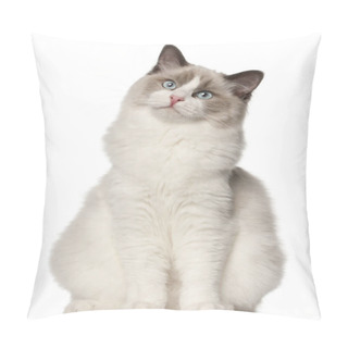 Personality  Ragdoll Cat, 6 Months Old, Sitting In Front Of White Background Pillow Covers