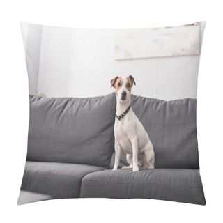 Personality  Jack Russell Terrier Sitting On Grey Couch In Modern Living Room  Pillow Covers