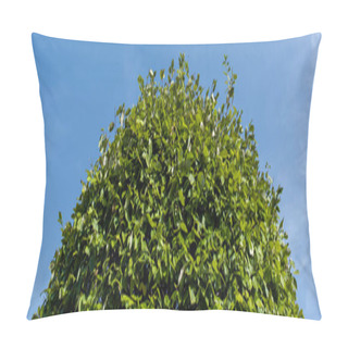 Personality  Bottom View Of Green Bush With Blue Sky At Background, Panoramic Shot Pillow Covers