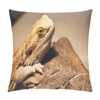 Personality  Wild Chameleon Climbing On Stone  Pillow Covers