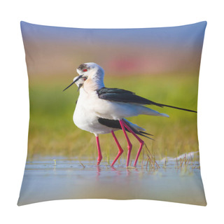 Personality  Cute Bird's Mating. Common Water Birds. Bird; Black Winged Stilt. Himantopus Himantopus. Colorful Nature Background. Pillow Covers