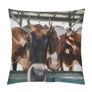 Personality  Close Up Portrait Of Domestic Beautiful Cows Standing In Stall At Farm Pillow Covers