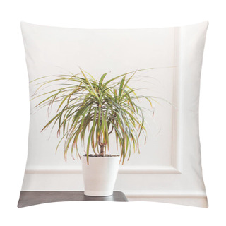 Personality  Dracaena Plant In The Pot, Close Up Pillow Covers