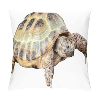 Personality  Turtle On A White Background Pillow Covers