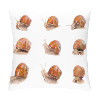 Personality  Collection Of A Garden Snails Pillow Covers