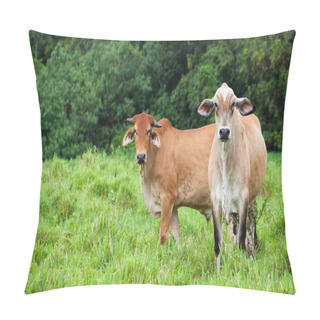 Personality  Cattle In Queensland Australia Pillow Covers