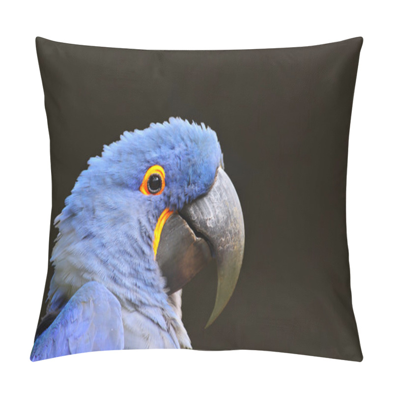 Personality  Blue Macaw pillow covers