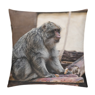 Personality  Selective Focus Of Cute Monkey Holding Sweet Cookie In Zoo  Pillow Covers