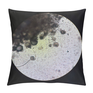 Personality  Fungi Under Microscopic View Aspergillus. Fungus Microbiology Pillow Covers