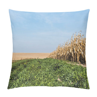 Personality  Green Fresh Leaves Near Corn Field Against Blue Sky  Pillow Covers