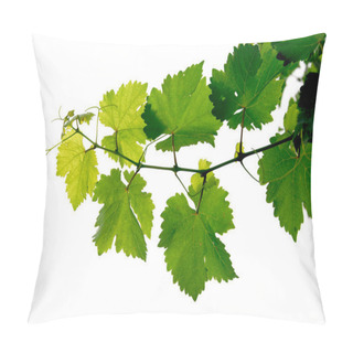 Personality  Branch Of Grape Vine On White Background Pillow Covers