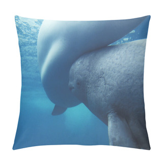 Personality  Beluga Whale Or White Whale,   Delphinapterus Leucas, Mother And Calf  Pillow Covers