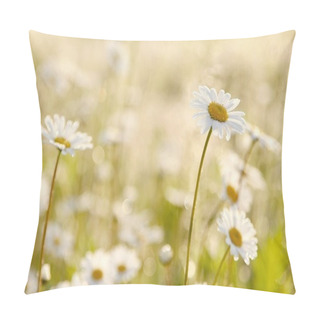 Personality  Daisies In The Early Morning Pillow Covers