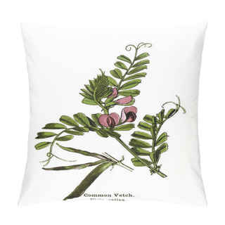 Personality  Botanical Illustration. Picture Of Plant Pillow Covers