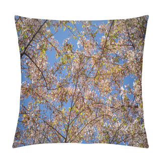 Personality  Close Up View Of Blooming Cherry Tree Against Blue Sky Pillow Covers