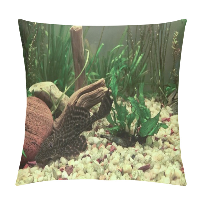 Personality  Algae Sucker Fish Pillow Covers