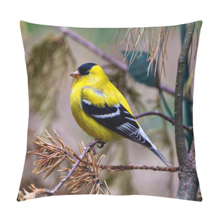 Personality  American Goldfinch Male Close-up Side View, Perched On A Branch With A Blur Forest Background In Its Environment And Habitat Surrounding And Displaying Its Yellow Feather Plumage. Finch Photo And Image. Pillow Covers