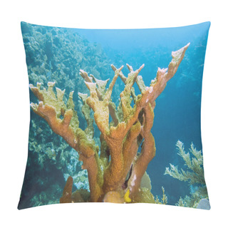 Personality  Elkhorn Coral ,Acropora Palmata Pillow Covers