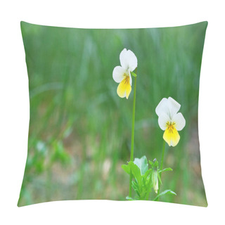 Personality  Wild Field Pansy, England, Europe. Spring Blooming Violet Flowers. Wild Pansies. Viola Arvensis, Copy Space. Pillow Covers
