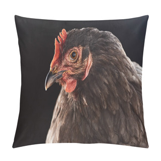 Personality  Close Up Of Cute Brown Chicken Isolated On Black Pillow Covers