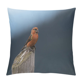Personality  Red Crossbill Or Common Crossbill (Loxia Curvirostra) On A Stump Pillow Covers