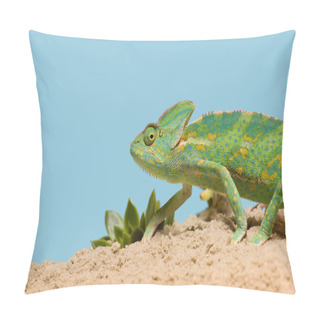 Personality  Side View Of Beautiful Exotic Chameleon On Sand With Succulents Isolated On Blue Pillow Covers