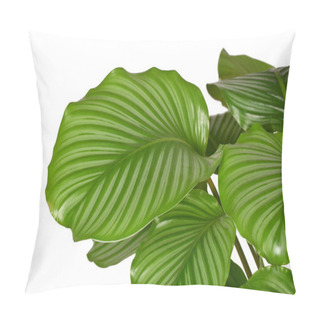 Personality  Large Striped Leaf Of Exotic 'Calathea Orbifolia' Prayer Plant Houseplant On White Background Pillow Covers
