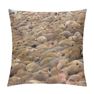 Personality  Life Atlantic Walruses At Haul Out Sites Is (at Most) Of Sleep And Small Conflicts With Neighbors. Ned For Such Dense Abundance Of Sleeping Individuals Is Not Clear, As Massive Males No Enemies-predators Pillow Covers