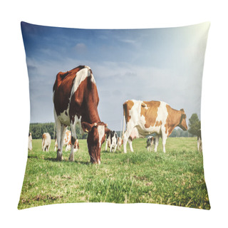 Personality  Herd Of Cows At Summer Green Field Pillow Covers