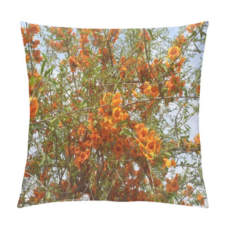 Personality  Plant Name Is Rohida, Rohira, Rajasthan, India  Pillow Covers