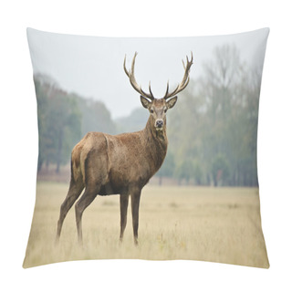 Personality  Portrait Of Majestic Red Deer Stag In Autumn Fall Pillow Covers
