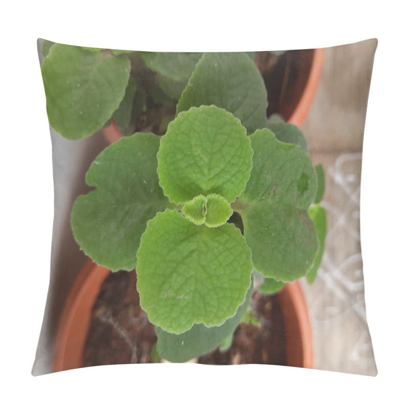 Personality  Closeup of Mexican Mint or Doddapatre consist of thick leaves, fragrance and herbal plant growing in a flowerpot. pillow covers