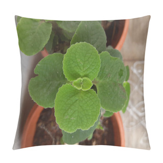 Personality  Closeup Of Mexican Mint Or Doddapatre Consist Of Thick Leaves, Fragrance And Herbal Plant Growing In A Flowerpot. Pillow Covers