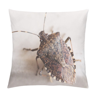 Personality  Brown Marmorated Stink Bug Insect Animal Pillow Covers