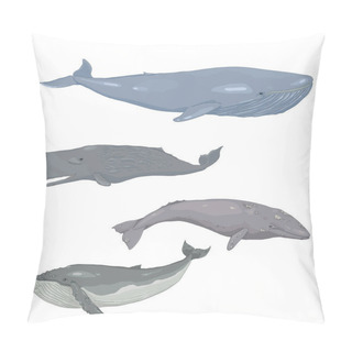 Personality  Vector Set Of Cartoon Whales. Blue Whale, Cachalot, Gray Whale And Humpback Whale Illustrations. Pillow Covers