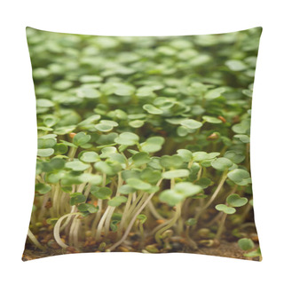Personality  High Angle View Of Microgreens With Seeds On Soil  Pillow Covers