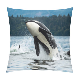 Personality  A Bigg's Orca Whale Jumping Out Of The Sea In Vancouver Island, Canada Pillow Covers