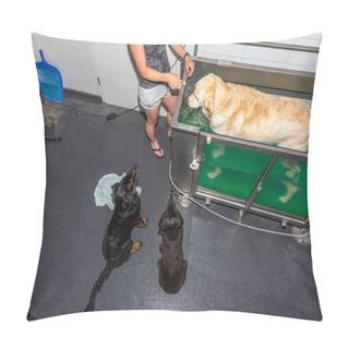 Personality  Dogs Watching While Patient Walks In A Water Treadmill In Physical Therapy Pillow Covers