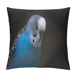 Personality  Budgerigar  Melopsittacus Undulatus Blue Color  Dark Background  Pillow Covers