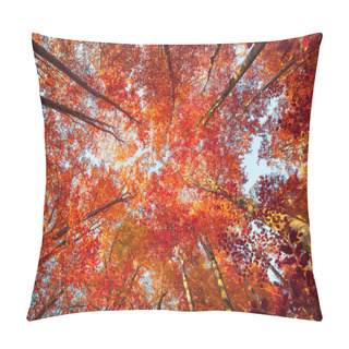 Personality  Bottom View Of The Tops Of Trees In The Autumn Forest. Splendid Morning Scene In The Colorful Woodland. Beauty Of Nature Concept Background. Pillow Covers