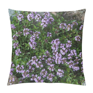 Personality  Thyme Flowers Among Stones Pillow Covers
