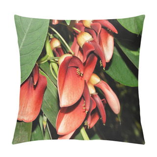 Personality  Erythrina Crista-galli Pillow Covers