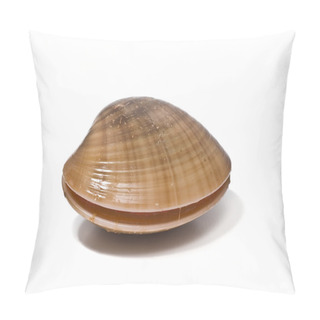 Personality  Clam. Pillow Covers