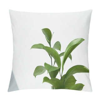 Personality  Green And Fresh Leaves Near White Wall  Pillow Covers