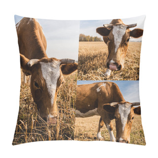Personality Collage Of Cow With Horns Eating Grass On Pasture In Ukraine Pillow Covers