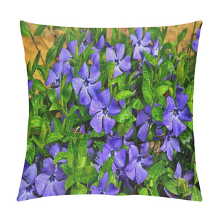 Personality  Purple Blue Flowers Of Periwinkle (vinca Minor) In Spring Garden Pillow Covers